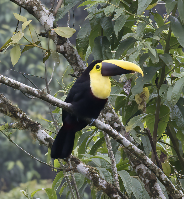 Chestnut-manadibled_Toucan_18_Ecuador_024