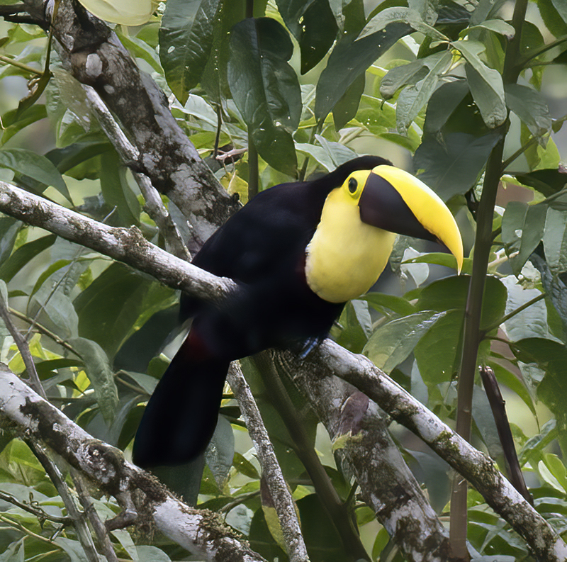 Chestnut-manadibled_Toucan_18_Ecuador_031