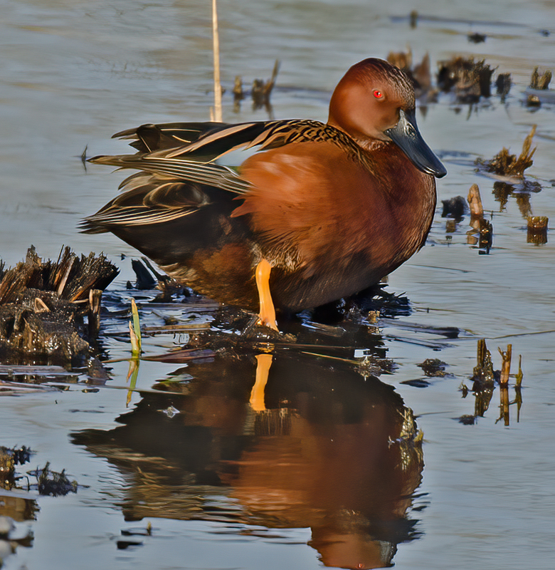 Cinnamon_Teal_10_FL_004