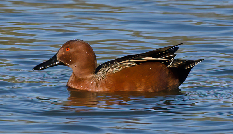 Cinnamon_Teal_10_FL_024