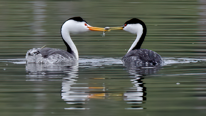 Clarks_Grebe_13_CA_002