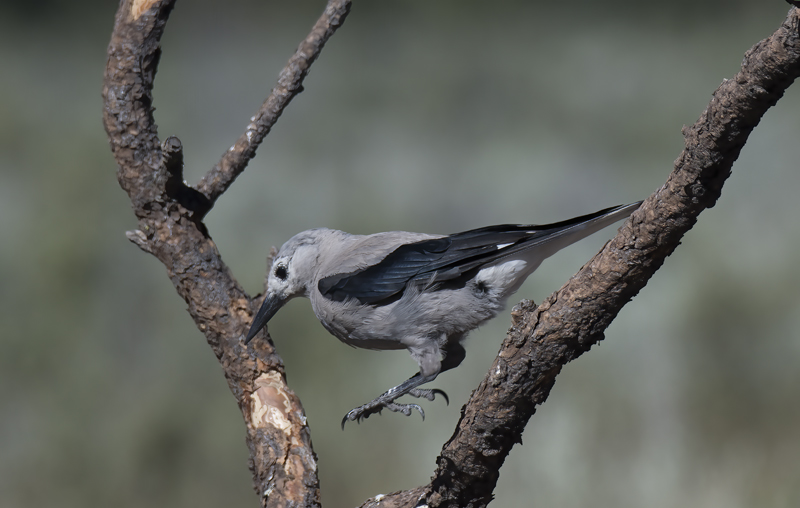 Clarks_Nutcracker_17_OR_007