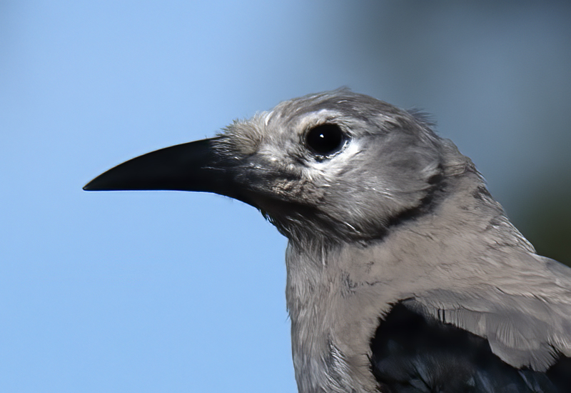 Clarks_Nutcracker_17_OR_016