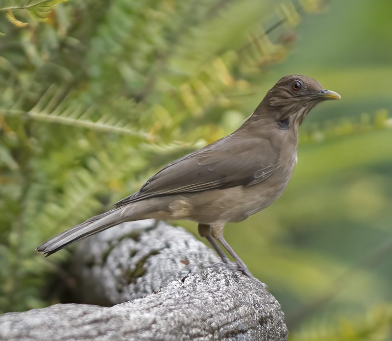 Clay-colored_Thrush_18_Costa_Rica_004