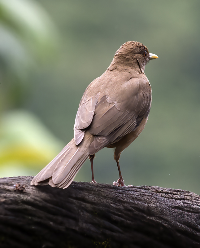Clay-colored_Thrush_18_Costa_Rica_008