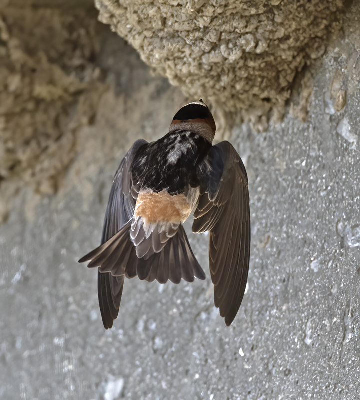 Cliff_Swallow_18_CA_011