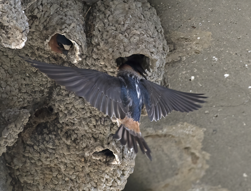 Cliff_Swallow_18_CA_023