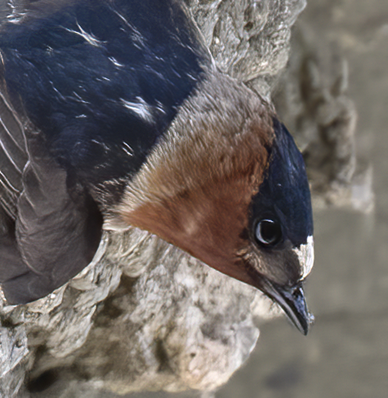Cliff_Swallow_18_CA_028