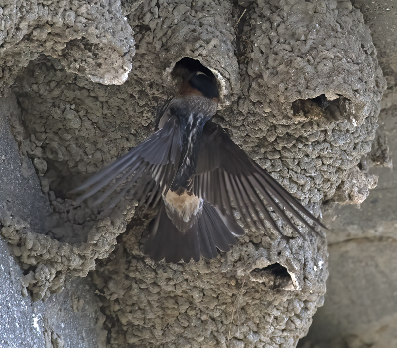 Cliff_Swallow_18_CA_038