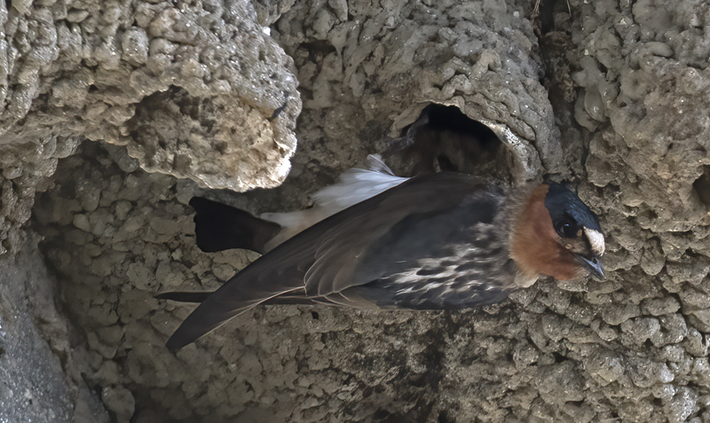 Cliff_Swallow_18_CA_052