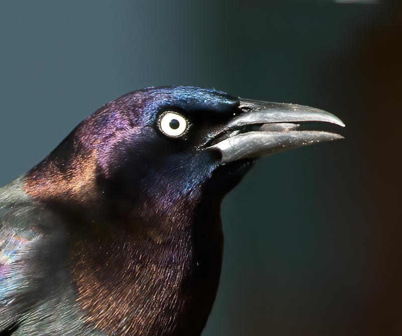 Common_Grackle_11_FL_001