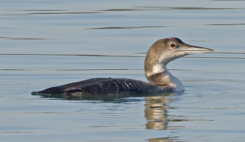 Common_Loon_14_CA_010