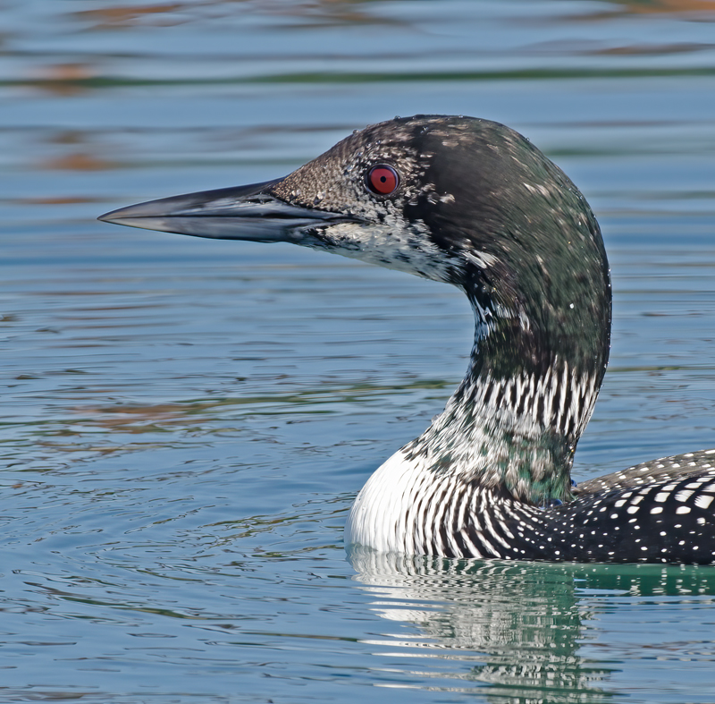 Common_Loon_14_CA_027