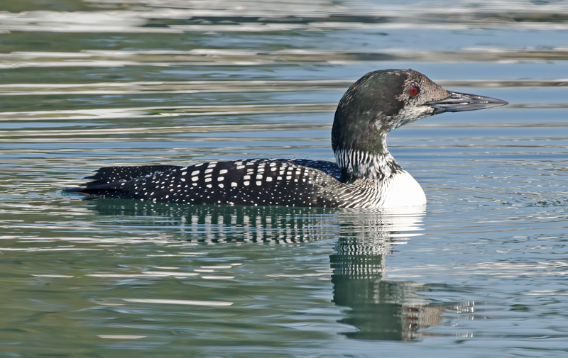 Common_Loon_14_CA_031