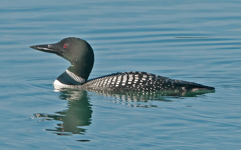 Common_Loon_14_CA_057