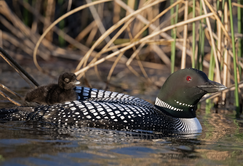 Common_Loon_23_Canada_C_014