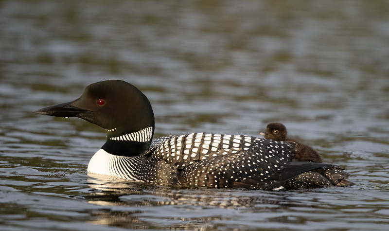 Common_Loon_23_Canada_C_039