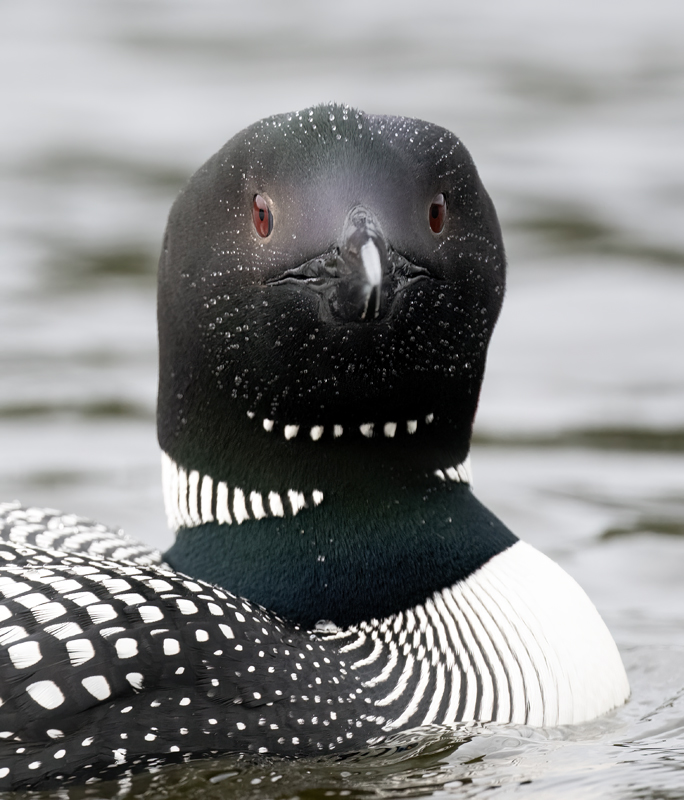 Common_Loon_23_Canada_C_075