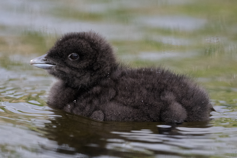 Common_Loon_23_Canada_C_102