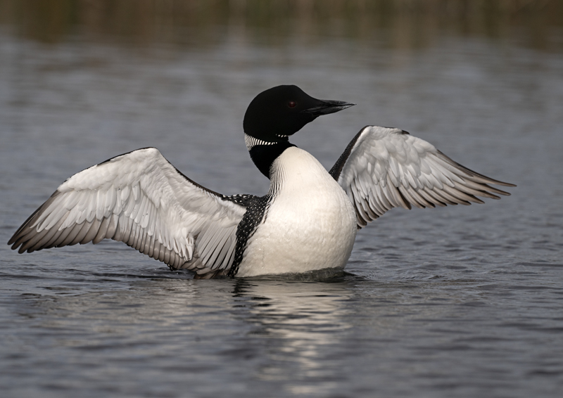 Common_Loon_23_Canada_L_831