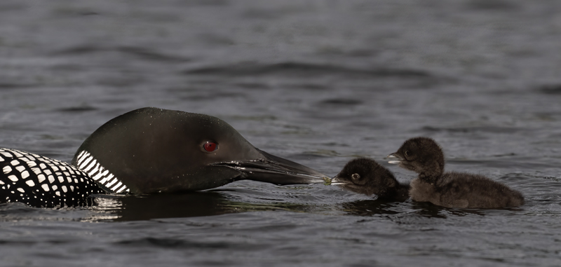 Common_Loon_23_Canada_L_839