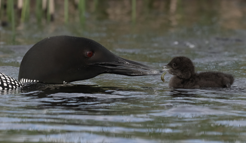 Common_Loon_23_Canada_L_846