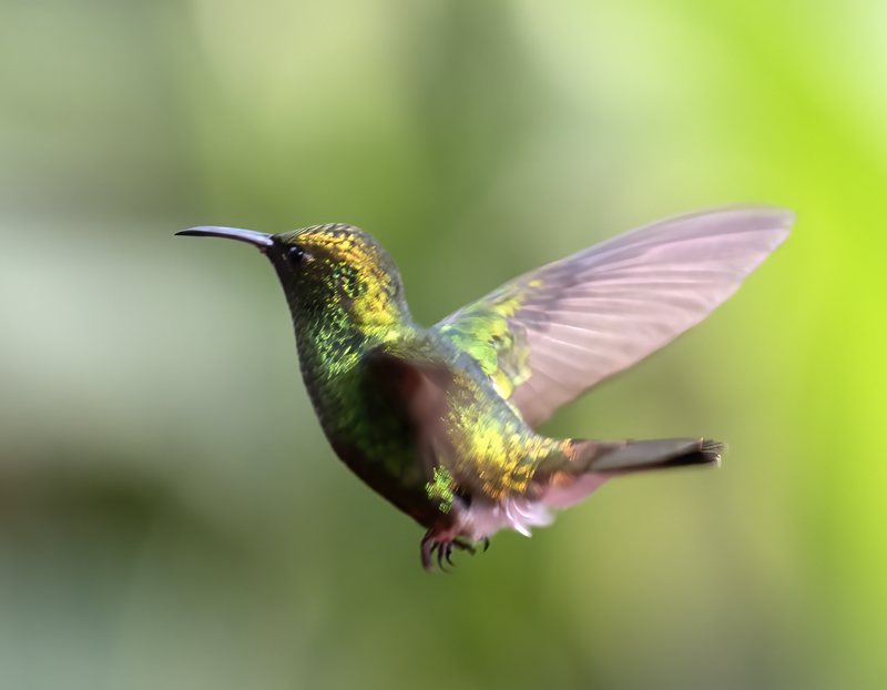 Coppery-headed_Emerald_18_Costa_Rica_006