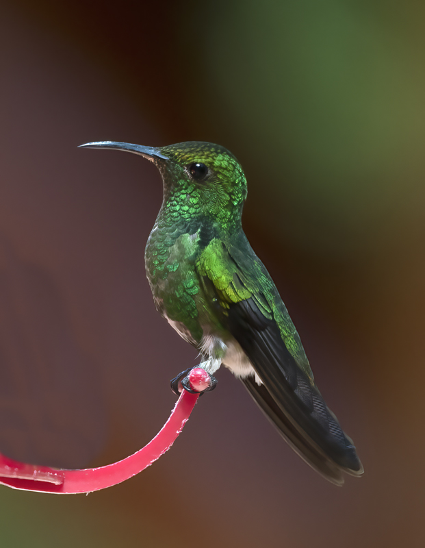 Coppery-headed_Emerald_18_Costa_Rica_024