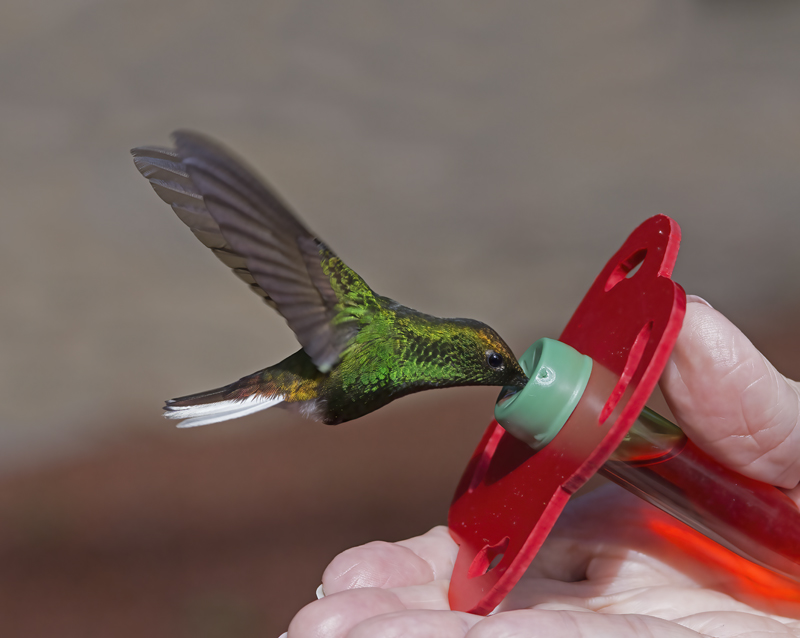 Coppery-headed_Emerald_18_Costa_Rica_037
