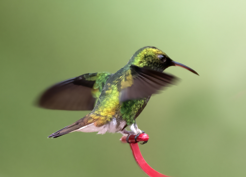 Coppery-headed_Emerald_18_Costa_Rica_039
