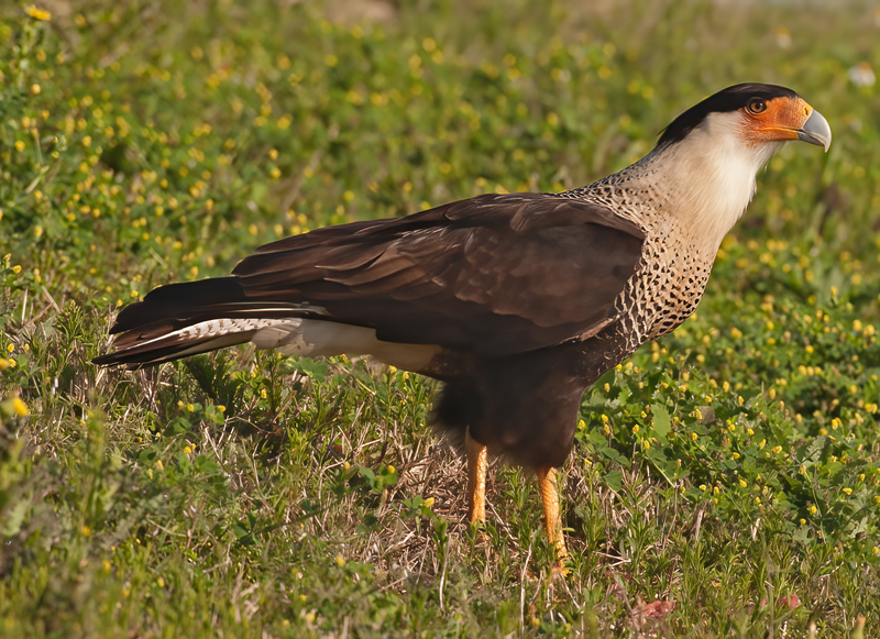 Crested_Caracara_10_FL_097