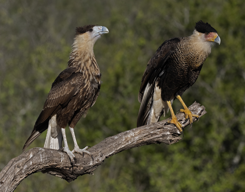 Crested_Caracara_22_TX_020