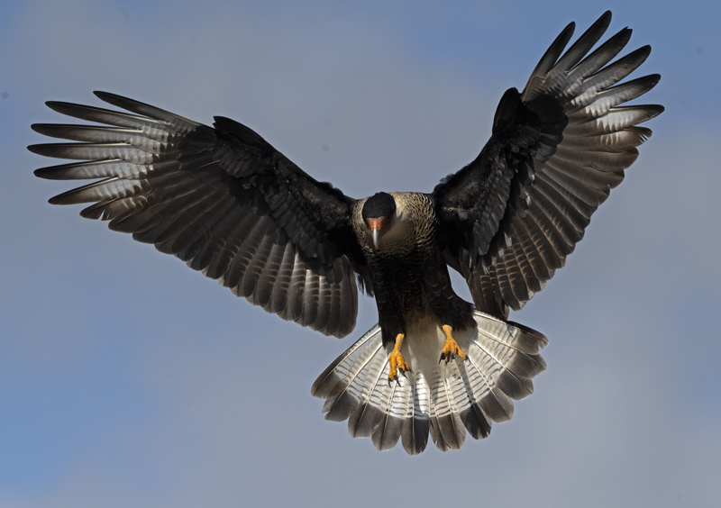 Crested_Caracara_22_TX_368