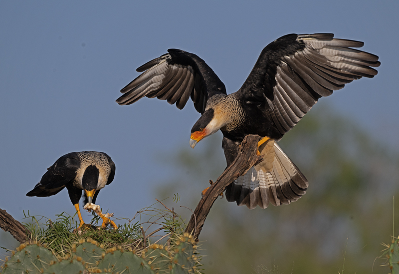 Crested_Caracara_24_TX_C_529