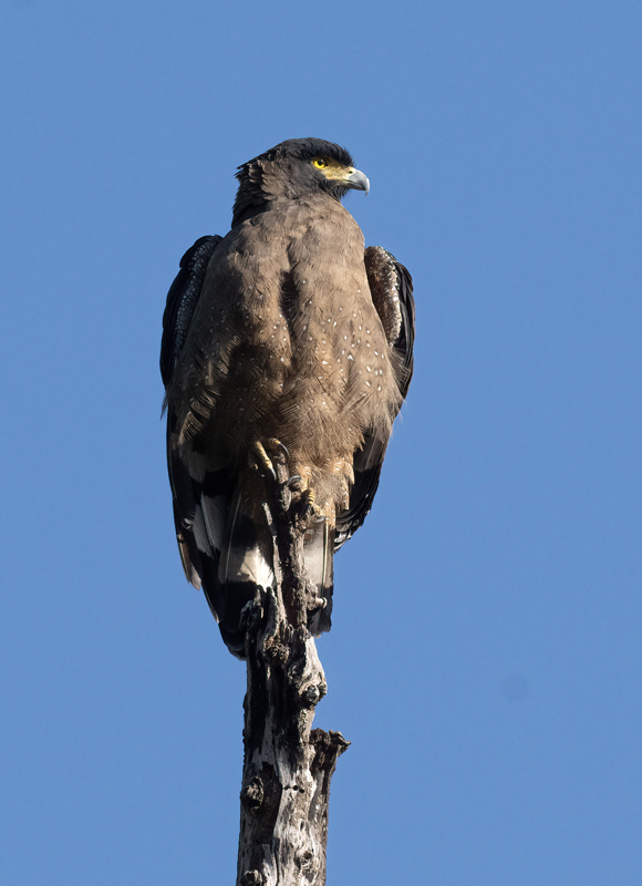 Crested_Serpent_Eagle_25_India_012