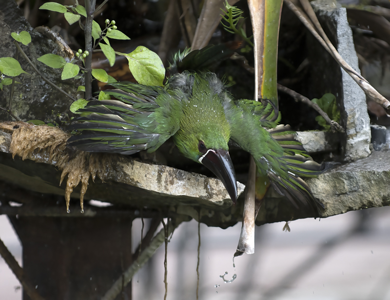 Crimson-rumped_Toucanet_18_Ecuador_014