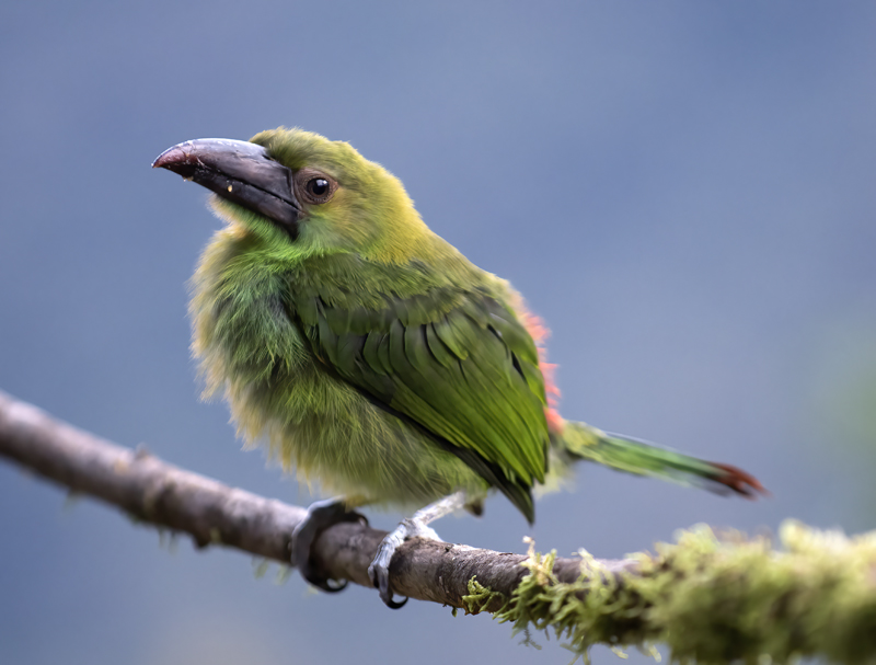 Crimson-rumped_Toucanet_18_Ecuador_074