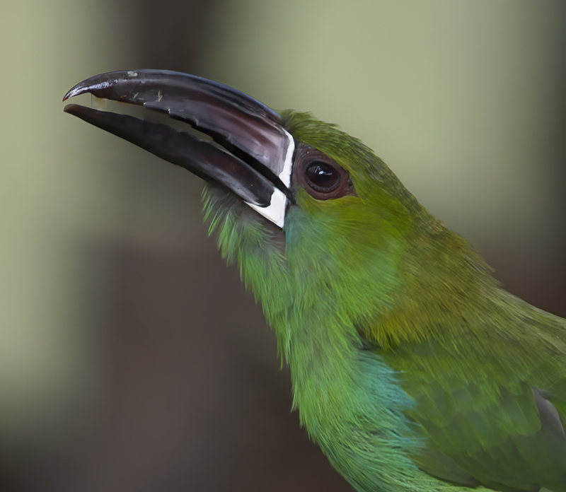 Crimson-rumped_Toucanet_18_Ecuador_083a