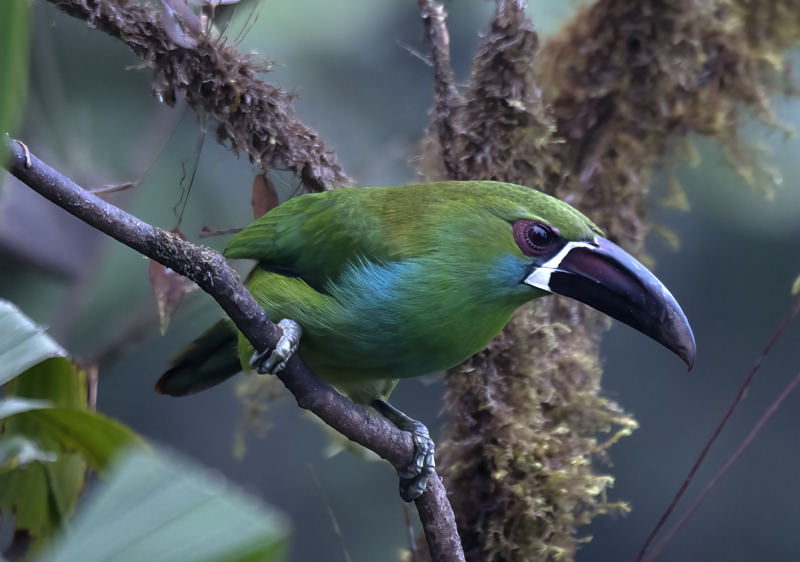 Crimson-rumped_Toucanet_18_Ecuador_098
