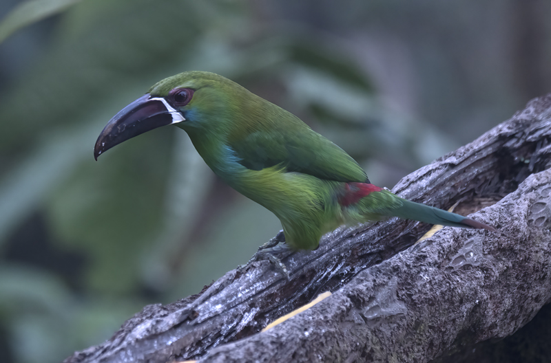 Crimson-rumped_Toucanet_18_Ecuador_116