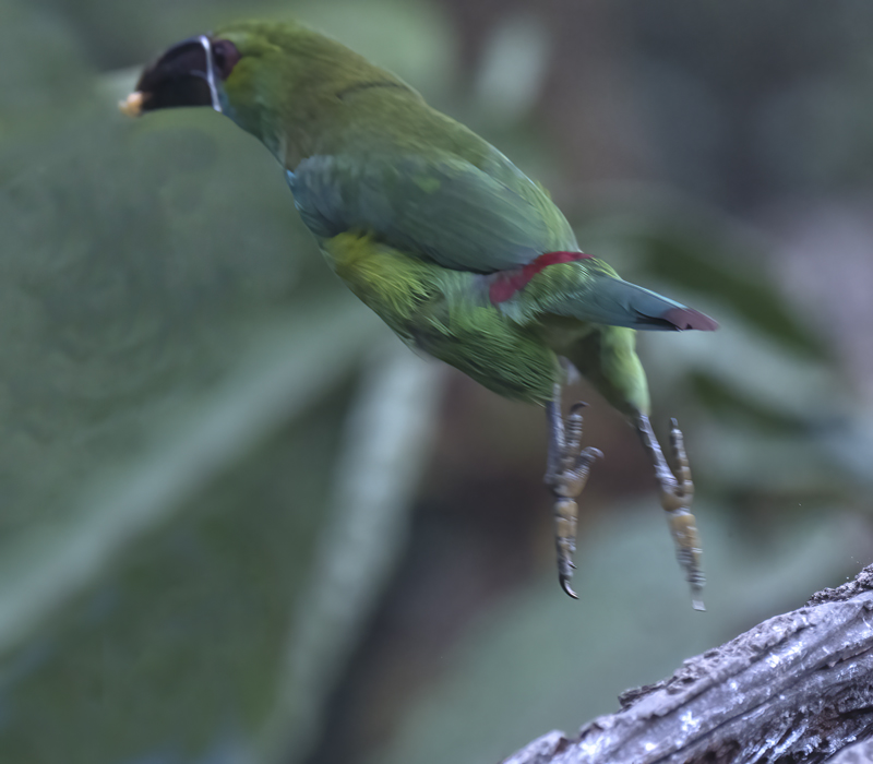 Crimson-rumped_Toucanet_18_Ecuador_118