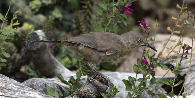 Curved_billed_Thrasher_15_AZ_005