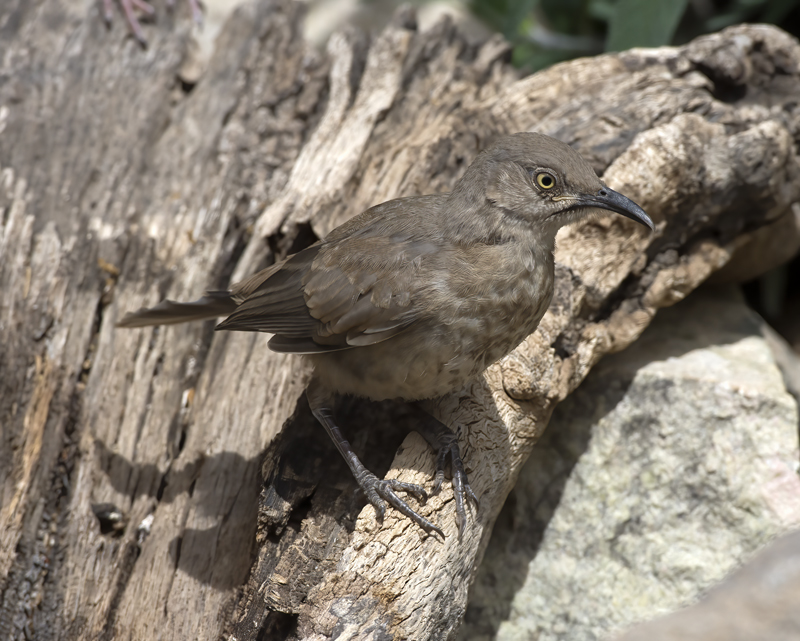 Curved_billed_Thrasher_15_AZ_010