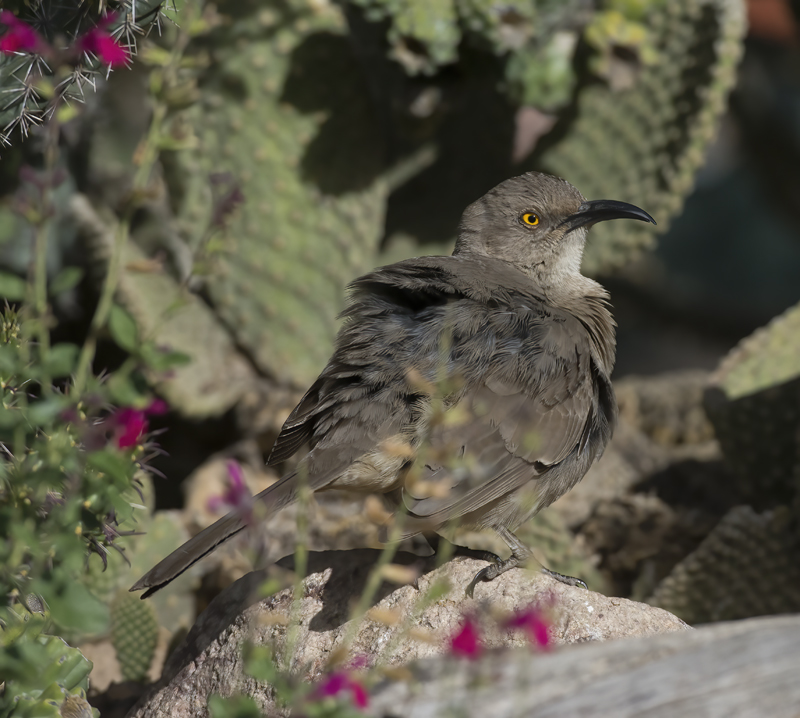 Curved_billed_Thrasher_15_AZ_011