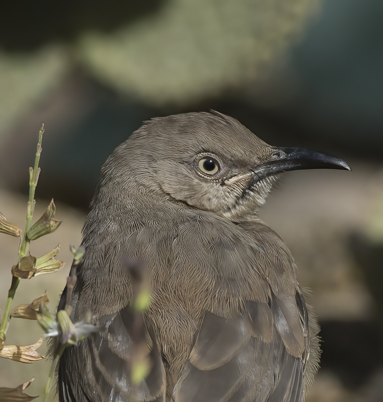 Curved_billed_Thrasher_15_AZ_014