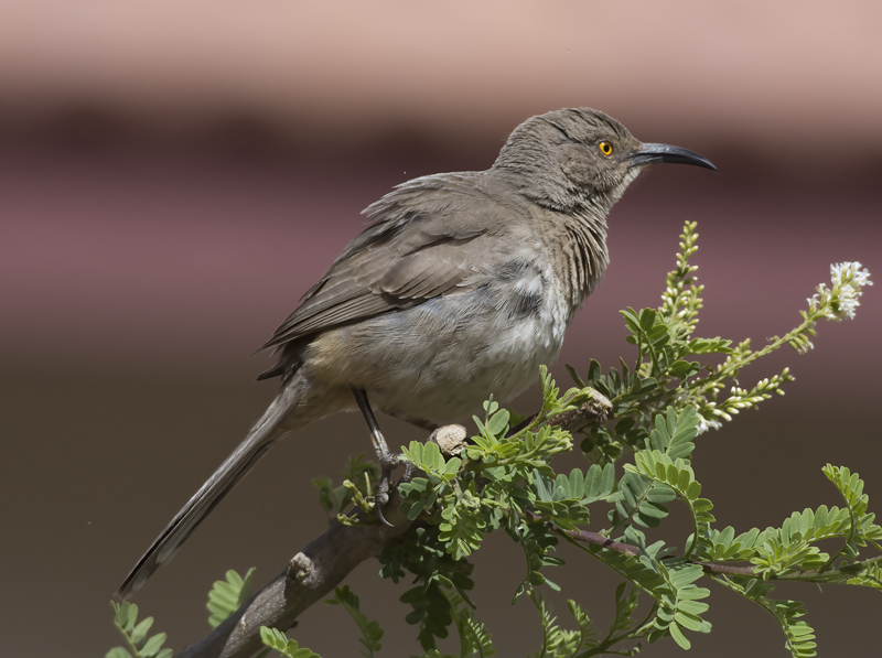 Curved_billed_Thrasher_15_AZ_017