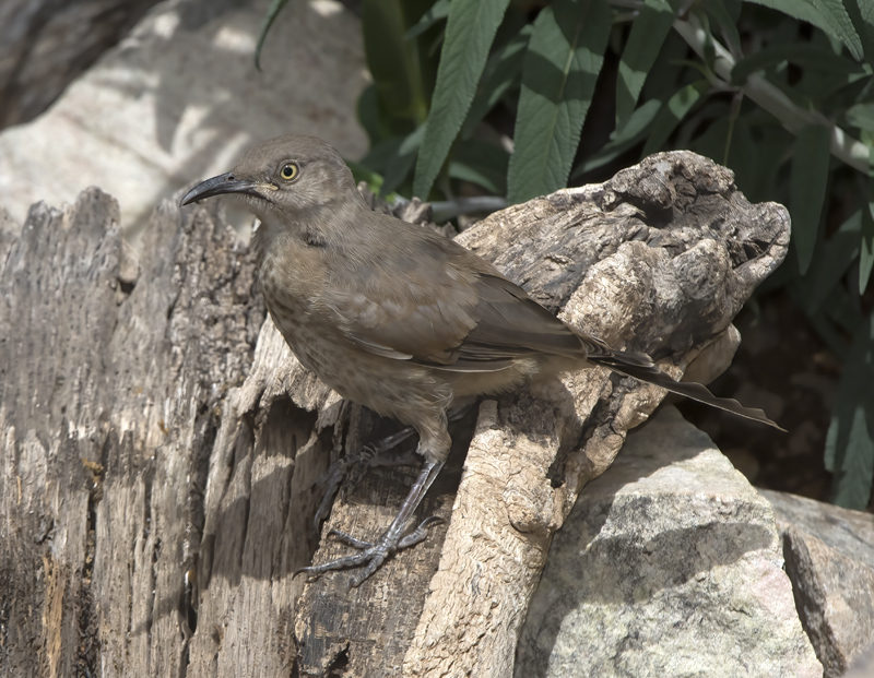 Curved_billed_Thrasher_15_AZ_021