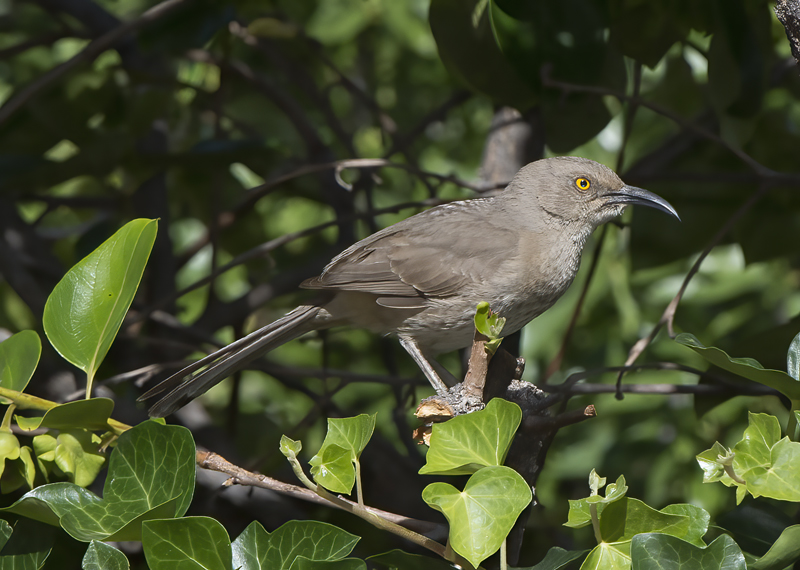 Curved_billed_Thrasher_15_AZ_023