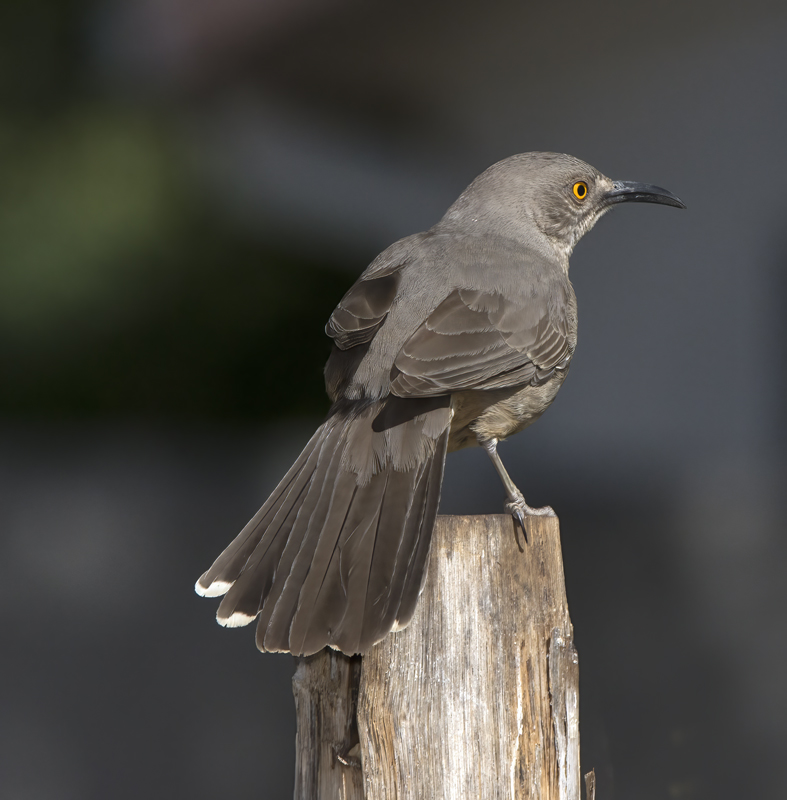 Curved_billed_Thrasher_15_AZ_025