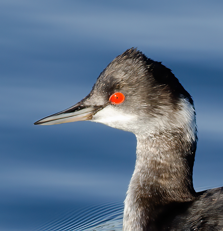 Eared_Grebe_10_CA_007